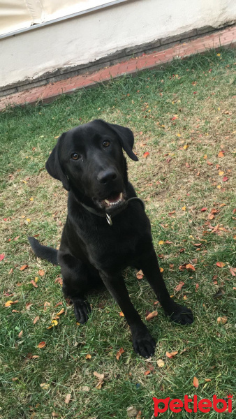 Labrador Retriever, Köpek  Şiraz fotoğrafı