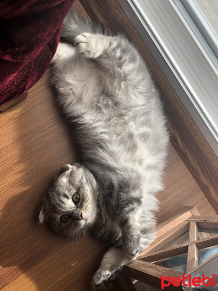 Scottish Fold, Kedi  Mars fotoğrafı