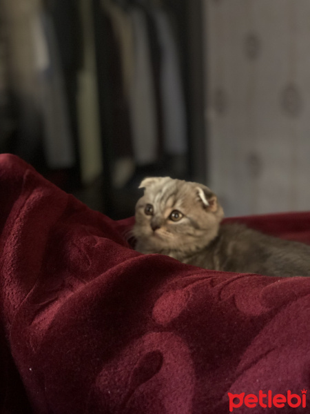 Scottish Fold, Kedi  Mars fotoğrafı
