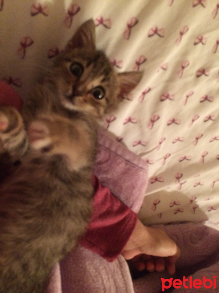 Tekir Kedi, Kedi  Kaymak fotoğrafı