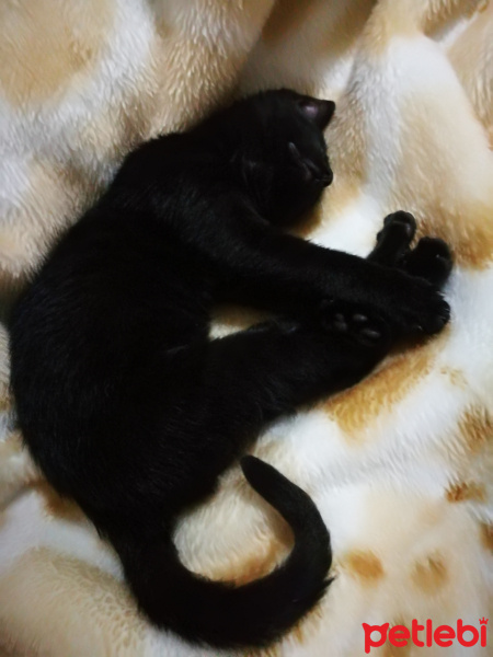 Tekir Kedi, Kedi  Safir fotoğrafı