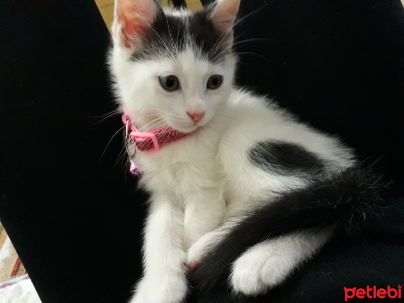 Sarman, Kedi  Misa fotoğrafı