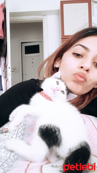 Sarman, Kedi  Misa fotoğrafı