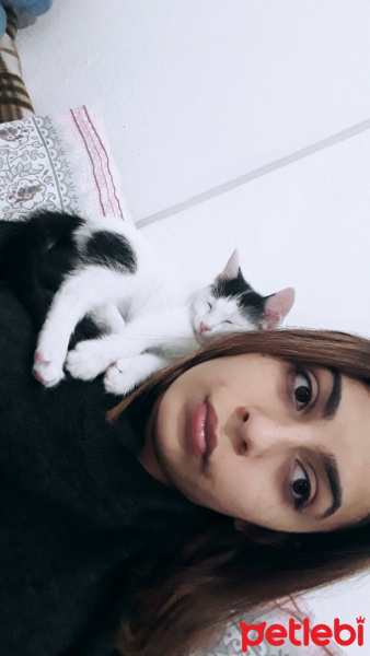 Sarman, Kedi  Misa fotoğrafı