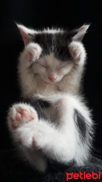 Sarman, Kedi  Misa fotoğrafı