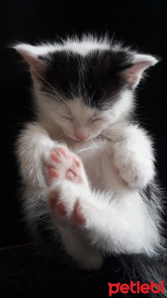 Sarman, Kedi  Misa fotoğrafı