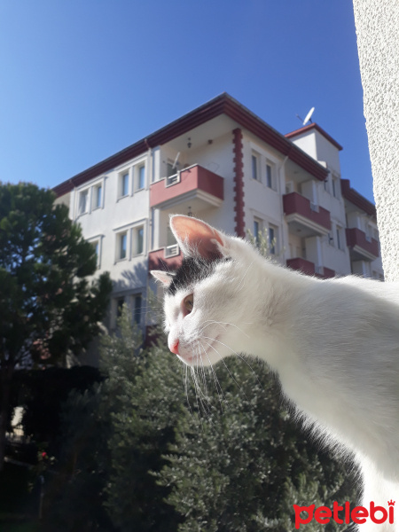 Sarman, Kedi  Misa fotoğrafı