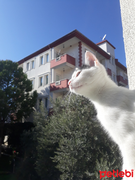 Sarman, Kedi  Misa fotoğrafı