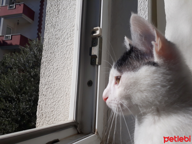 Sarman, Kedi  Misa fotoğrafı