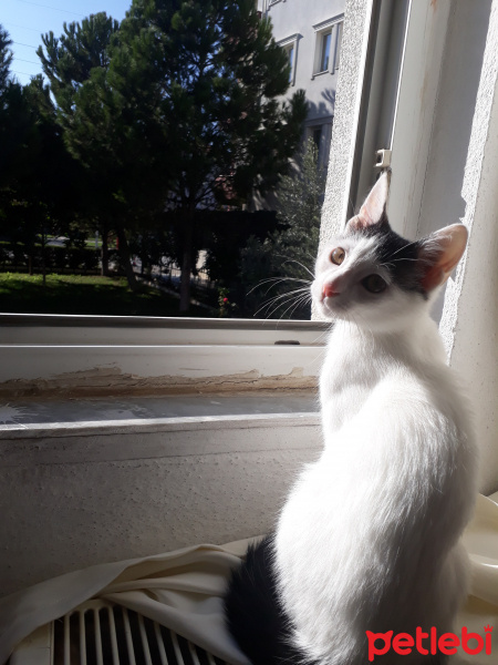 Sarman, Kedi  Misa fotoğrafı