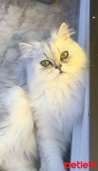 Chinchilla, Kedi  BADE fotoğrafı