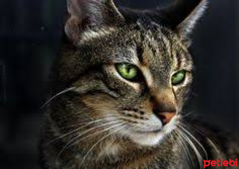 Tekir Kedi, Kedi  şeker fotoğrafı