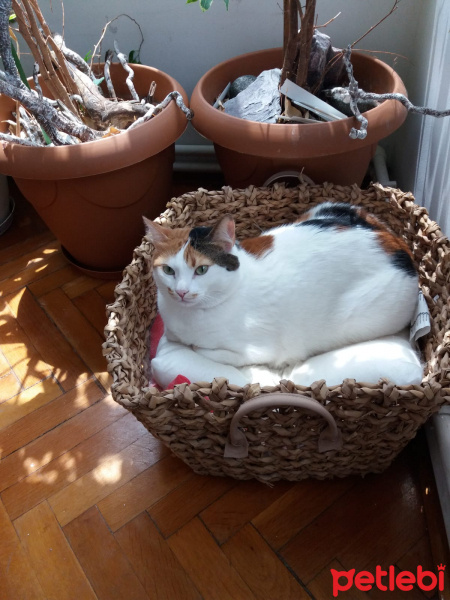 Tekir Kedi, Kedi  Melisa fotoğrafı