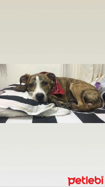 Boxer, Köpek  Reis fotoğrafı