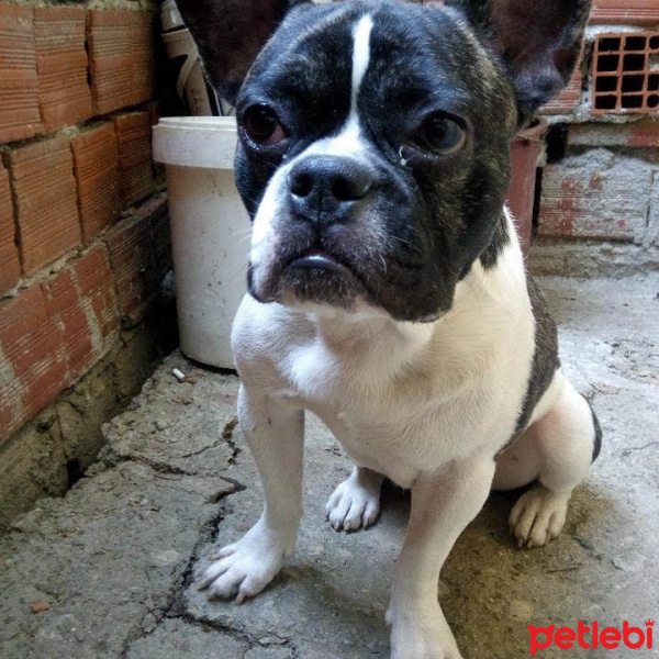 Fransız Bulldog, Köpek  Karlo fotoğrafı