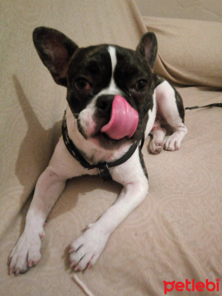 Fransız Bulldog, Köpek  Karlo fotoğrafı