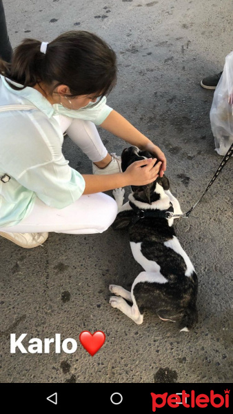 Fransız Bulldog, Köpek  Karlo fotoğrafı