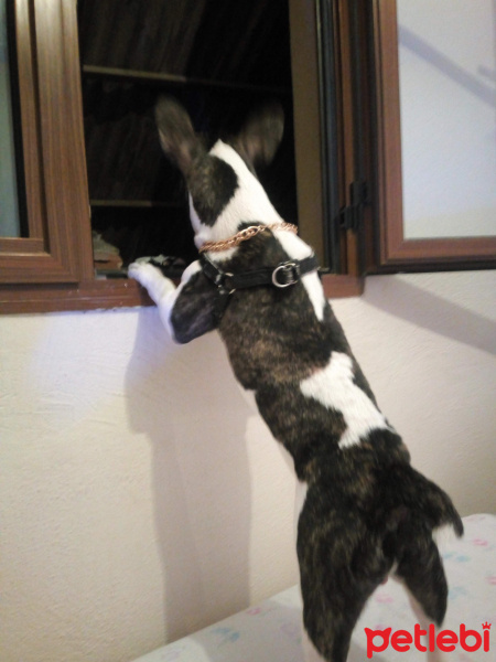 Fransız Bulldog, Köpek  Karlo fotoğrafı