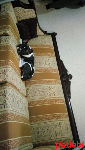 Fransız Bulldog, Köpek  Karlo fotoğrafı