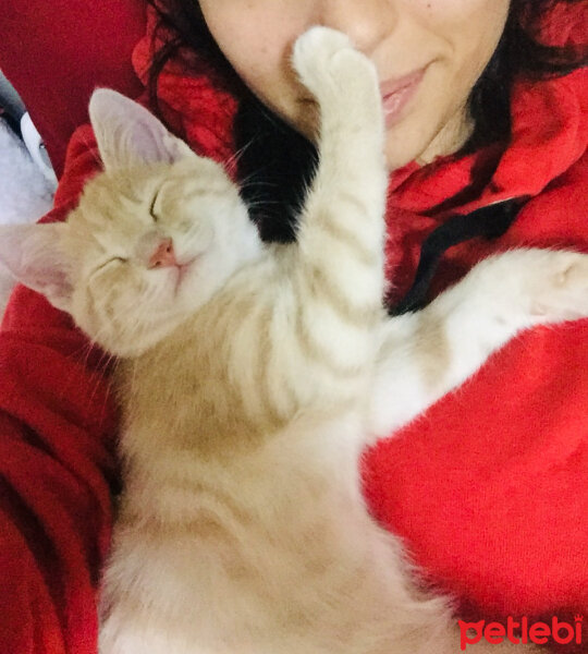 Sarman, Kedi  MISIR fotoğrafı