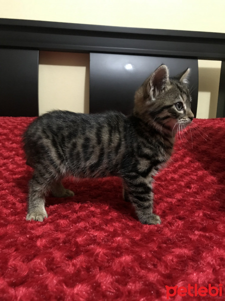 Tekir Kedi, Kedi  Mila fotoğrafı