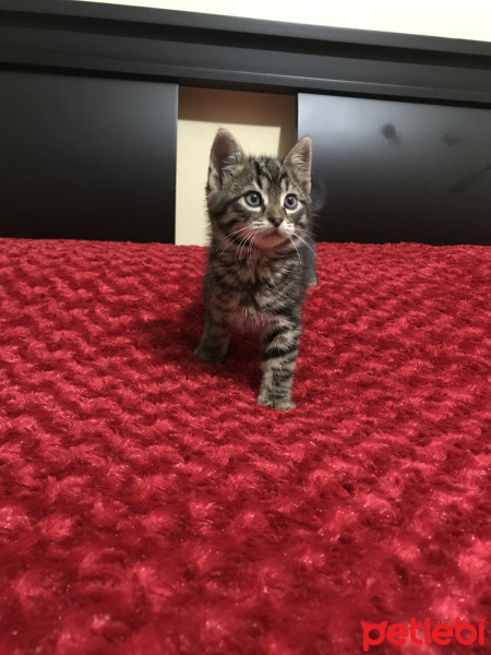 Tekir Kedi, Kedi  Mila fotoğrafı