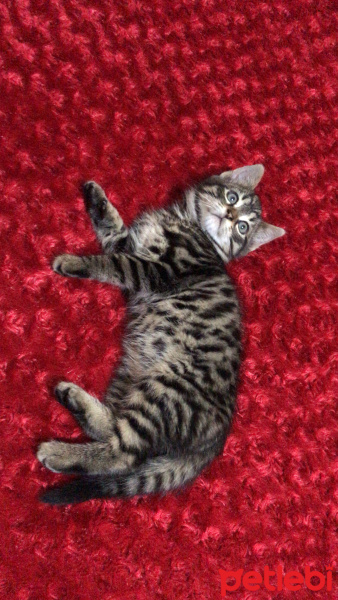 Tekir Kedi, Kedi  Mila fotoğrafı