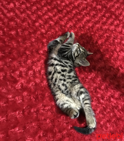 Tekir Kedi, Kedi  Mila fotoğrafı