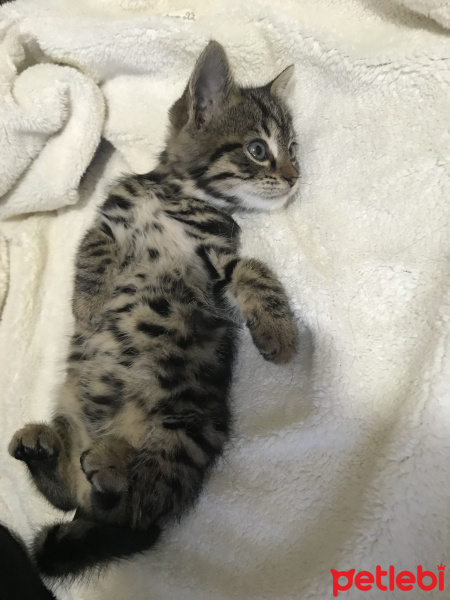 Tekir Kedi, Kedi  Mila fotoğrafı