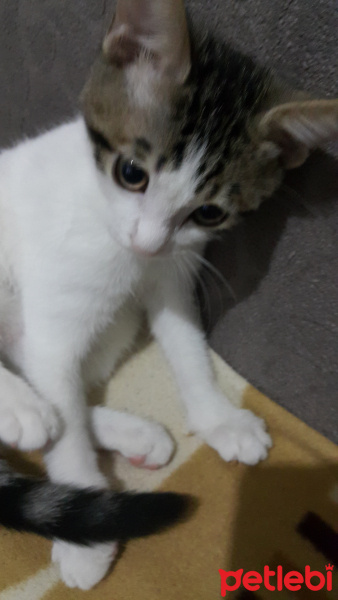 Tekir Kedi, Kedi  Poaca fotoğrafı