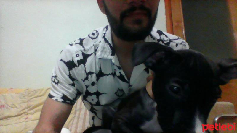Amerikan Staffordshire Terrier, Köpek  staff fotoğrafı
