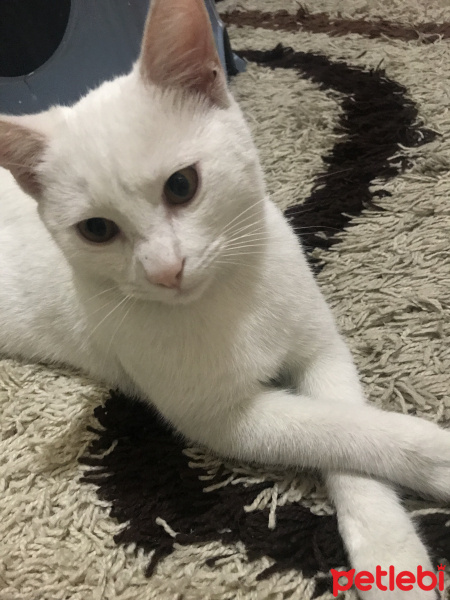 Tekir Kedi, Kedi  minnoş fotoğrafı