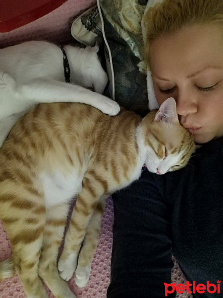 Ocicat, Kedi  Bızdık fotoğrafı