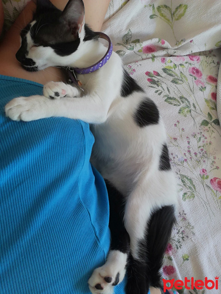 Tekir Kedi, Kedi  Panda fotoğrafı