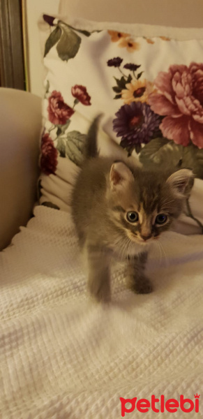 Tekir Kedi, Kedi  Kekık fotoğrafı