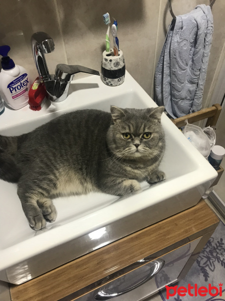 British Shorthair, Kedi  Leo fotoğrafı