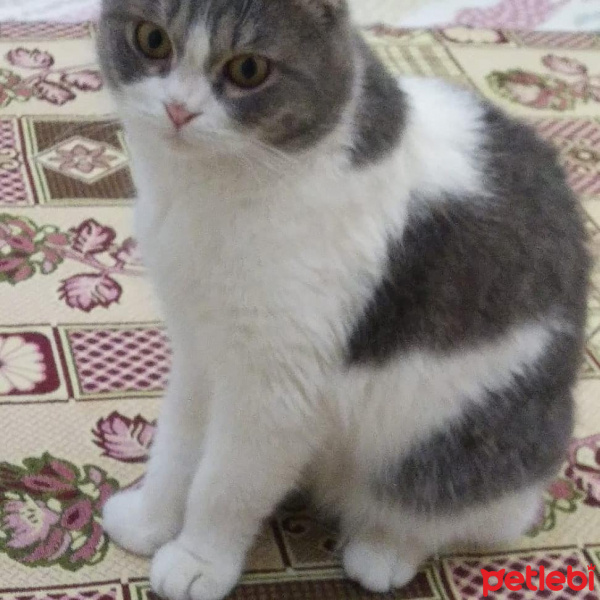 Scottish Fold, Kedi  Pamuk fotoğrafı