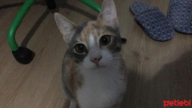 Tekir Kedi, Kedi  Hera fotoğrafı