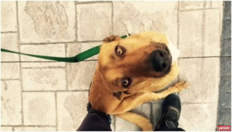 Sokö (Sokak Köpeği), Köpek  sinbad fotoğrafı