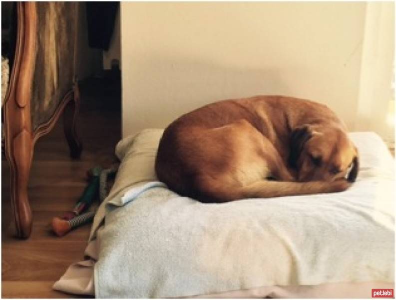Sokö (Sokak Köpeği), Köpek  sinbad fotoğrafı