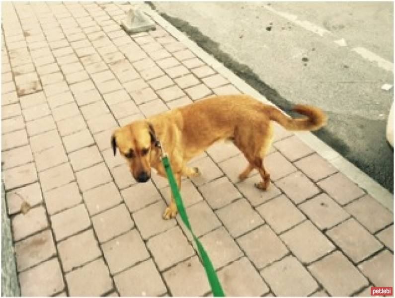 Sokö (Sokak Köpeği), Köpek  sinbad fotoğrafı