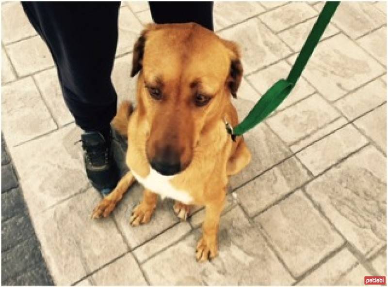 Sokö (Sokak Köpeği), Köpek  sinbad fotoğrafı