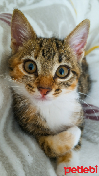 Tekir Kedi, Kedi  Uskudarli kedicik fotoğrafı