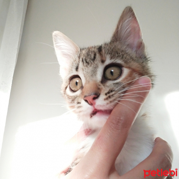 Tekir Kedi, Kedi  Uskudarli kedicik fotoğrafı