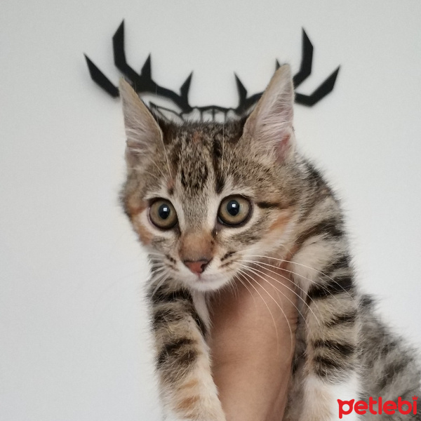 Tekir Kedi, Kedi  Uskudarli kedicik fotoğrafı
