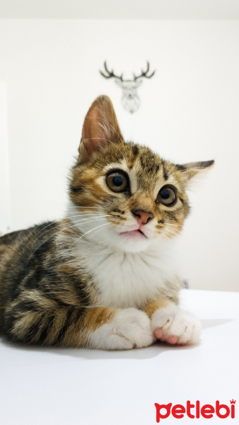 Tekir Kedi, Kedi  Uskudarli kedicik fotoğrafı