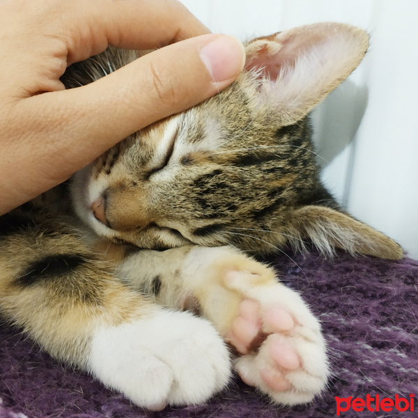 Tekir Kedi, Kedi  Uskudarli kedicik fotoğrafı