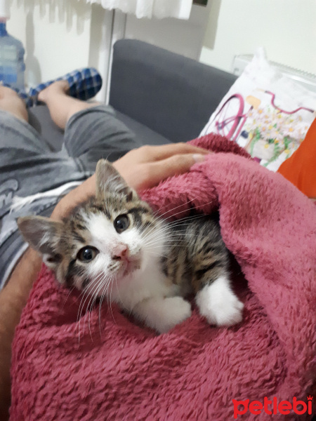 Tekir Kedi, Kedi  Toprak fotoğrafı