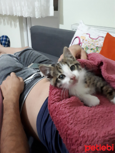 Tekir Kedi, Kedi  Toprak fotoğrafı
