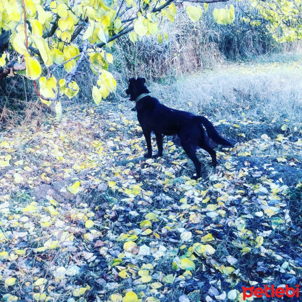 Alman Spanieli, Köpek  Lesi fotoğrafı